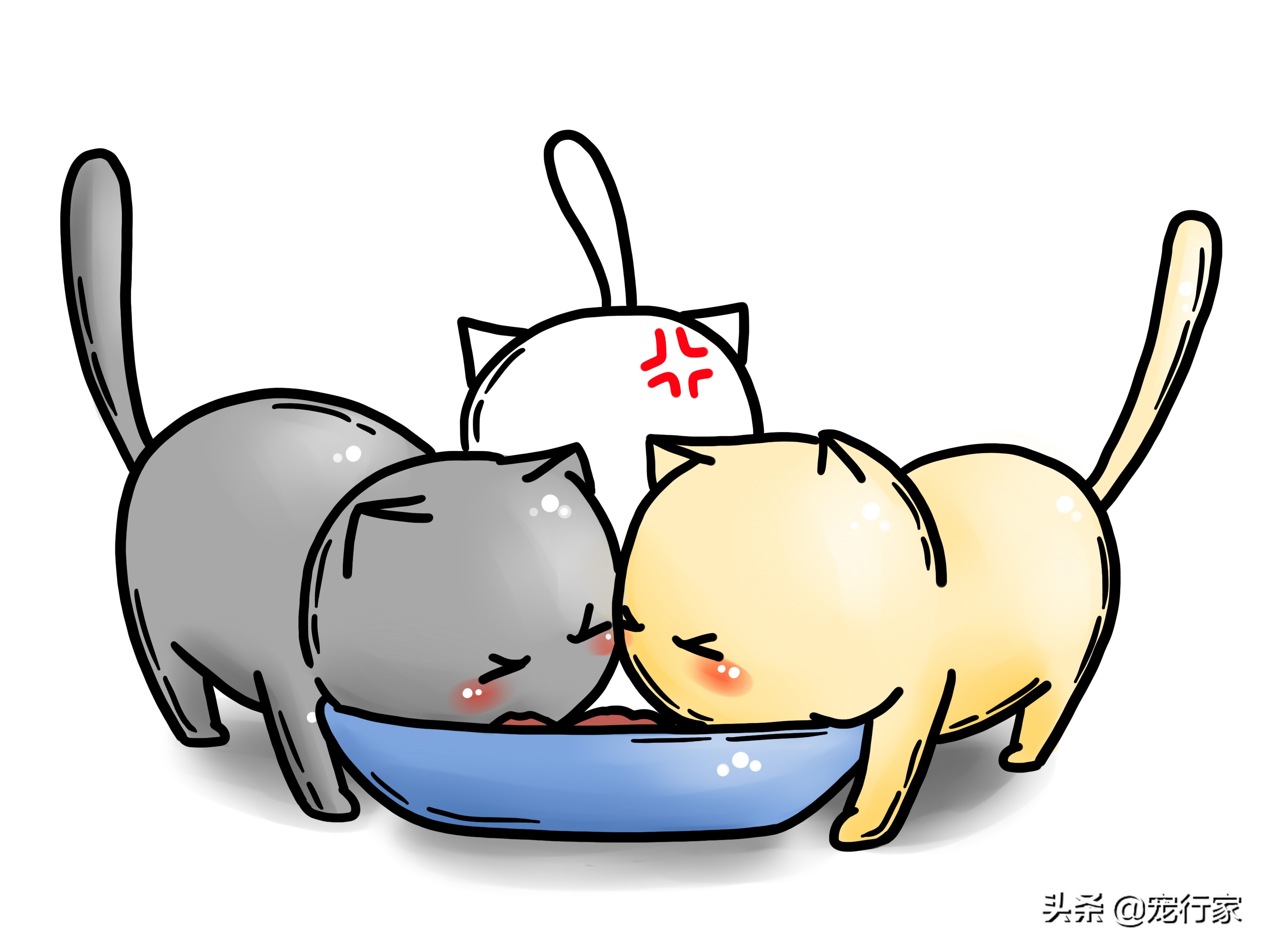 猫为什么会呕吐？如果我家猫呕吐了，我该怎么办？