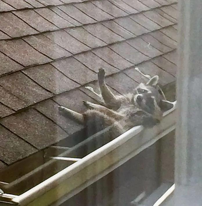 搞笑小浣熊图片,可爱的浣熊图片卡通