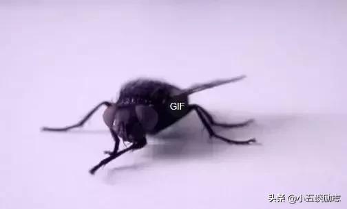 消灭苍蝇的办法是怎么做的,苍蝇太多怎么消灭最快最有效