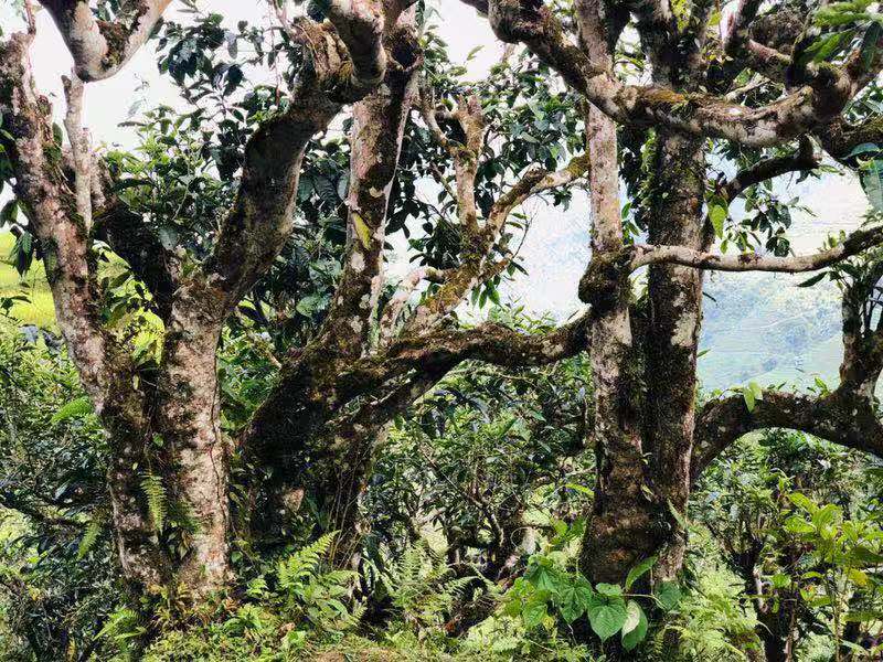 老徐谈茶9棵古树茶,老徐谈古茶园全集
