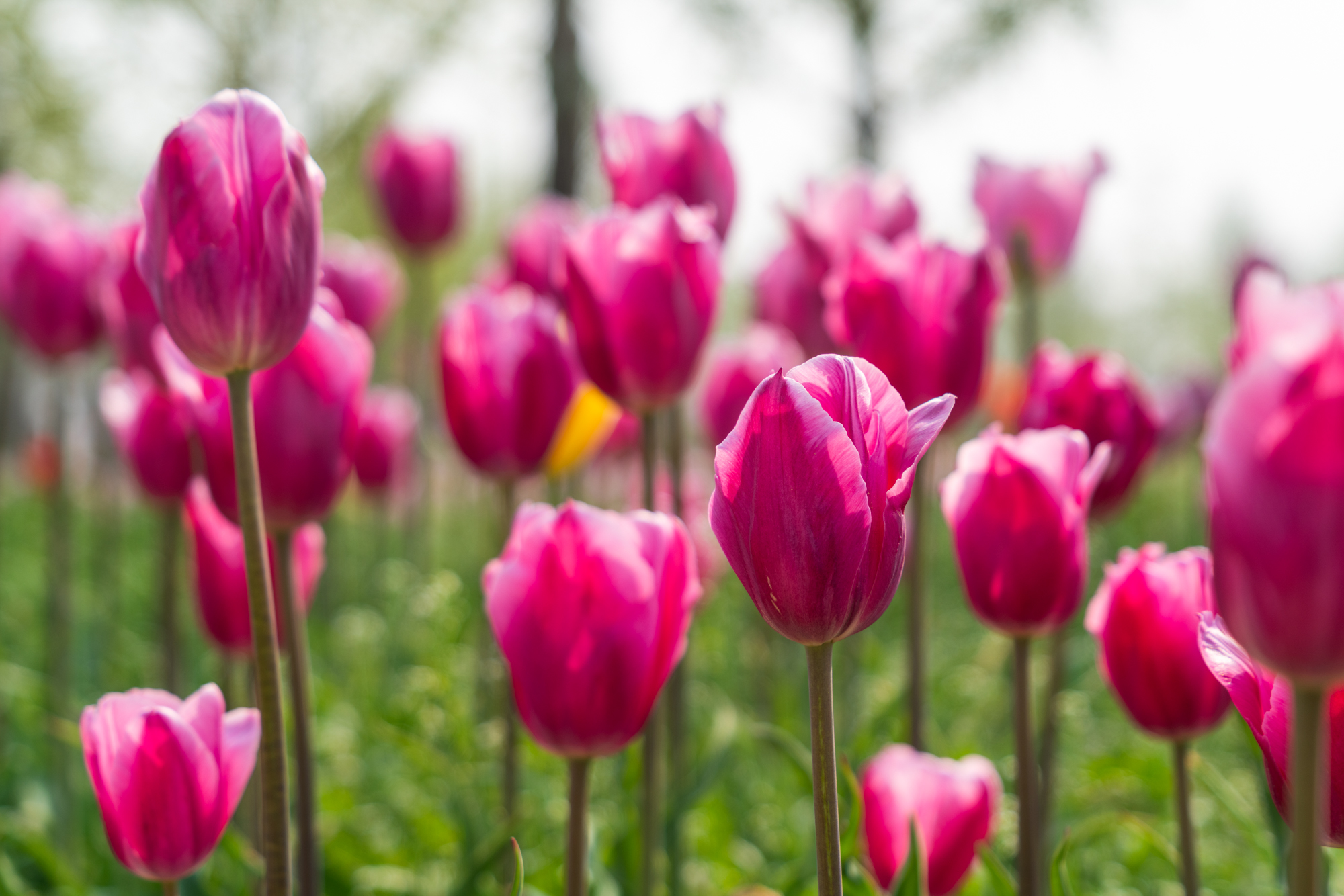 国际鲜花港郁金香,看郁金香北京国际鲜花港