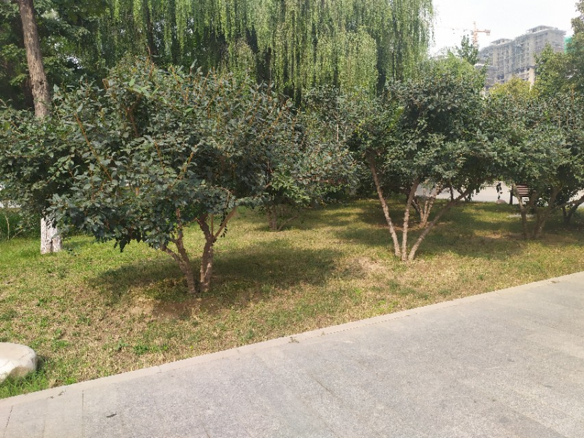 东环公园冬季图片,东环公园景点的介绍