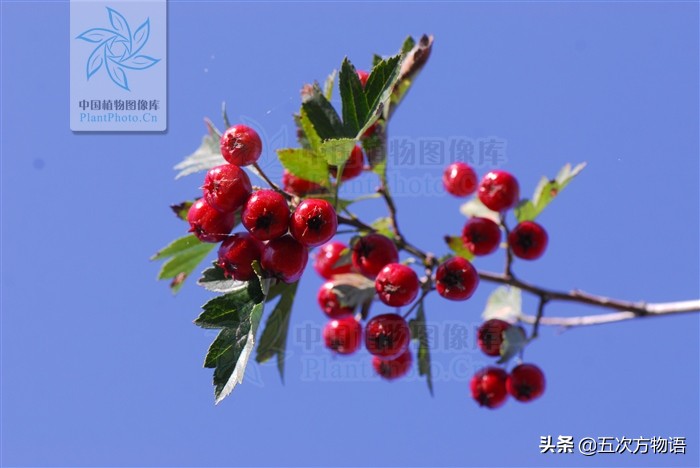 凤梨就是菠萝吗,凤梨就是番荔枝吗