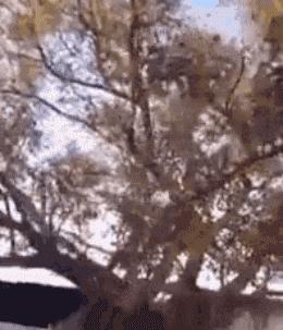 搞笑段子gif图,搞笑gif段子独特的解读