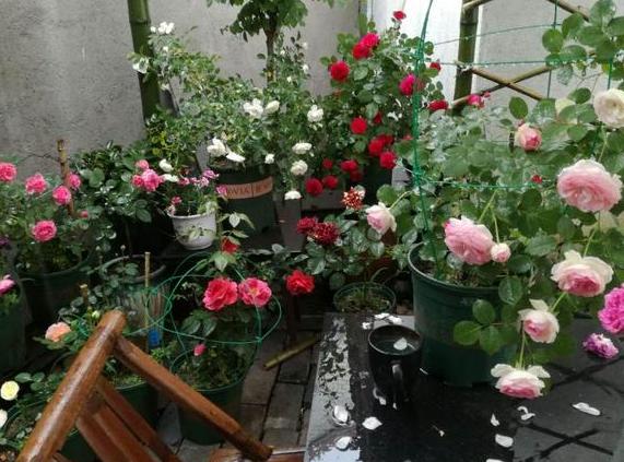 通用营养土养花专用土,蜂窝煤养花怎么处理视频