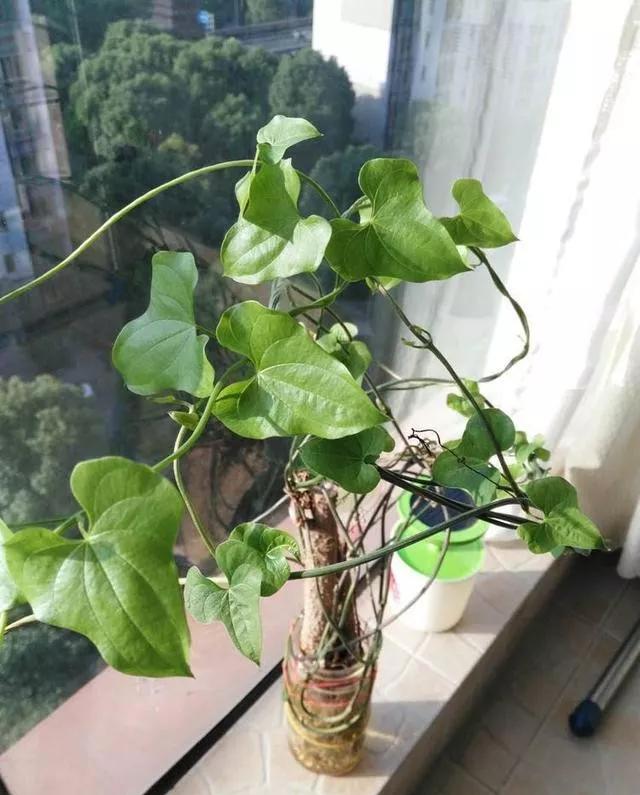 山药发出来的嫩芽能不能吃,山药长出的嫩芽能吃吗