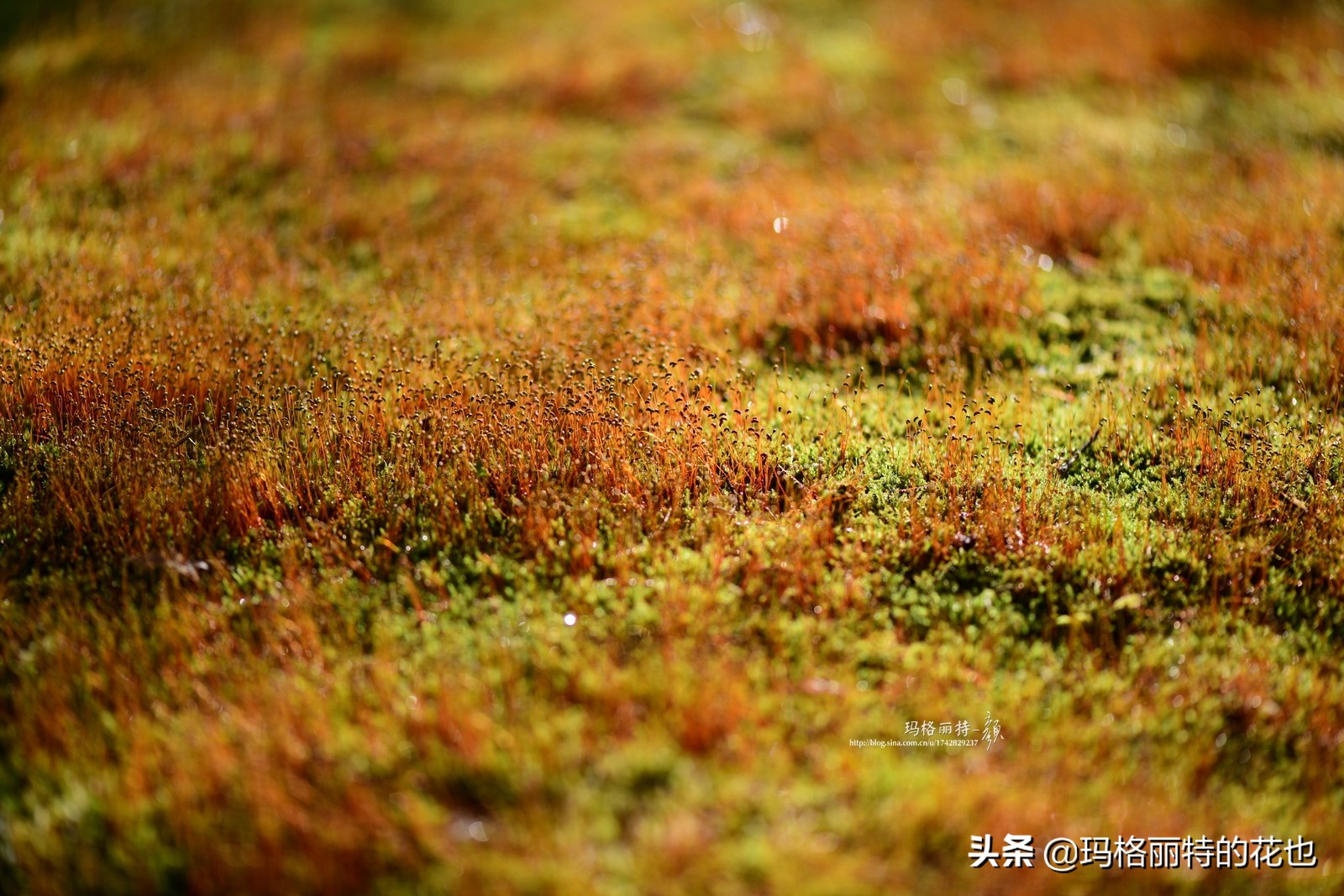 种植苔藓养护方法,苔藓怎么养护才能长得好