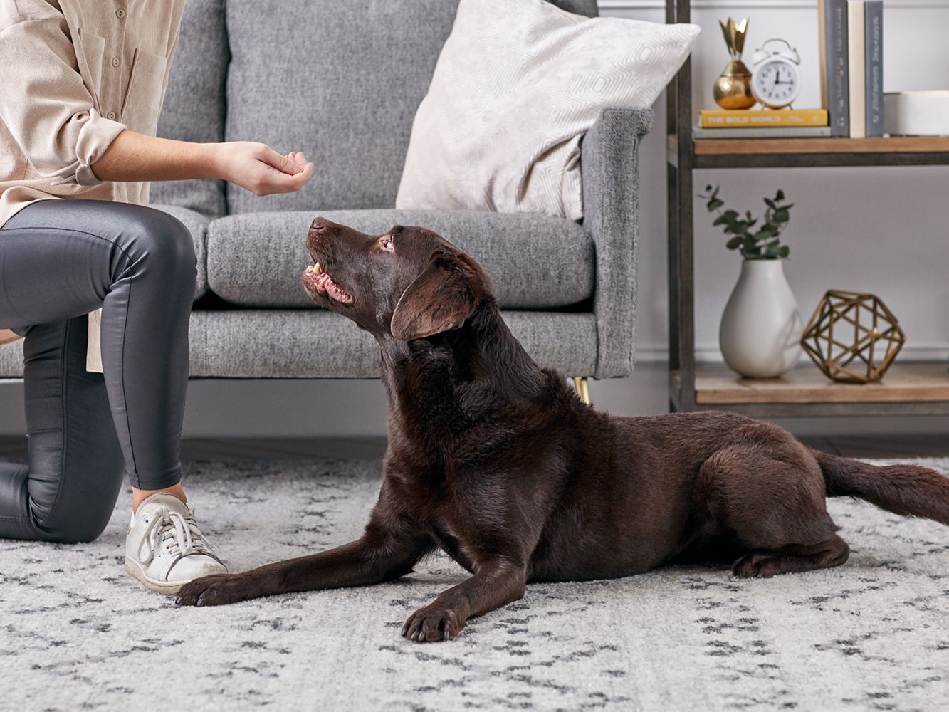 拉布拉多犬怎么训练才会听话,拉布拉多犬如何训练才听话