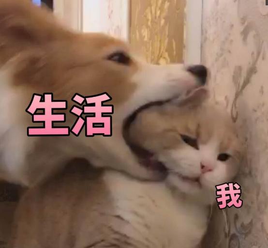 考研电气工程专业调剂最难吗,考研电气工程报考条件