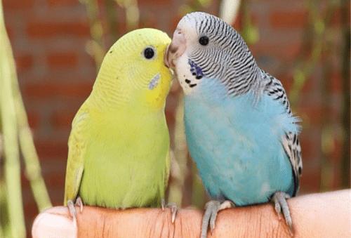 虎皮鹦鹉养殖技巧,虎皮鹦鹉工厂化养殖视频