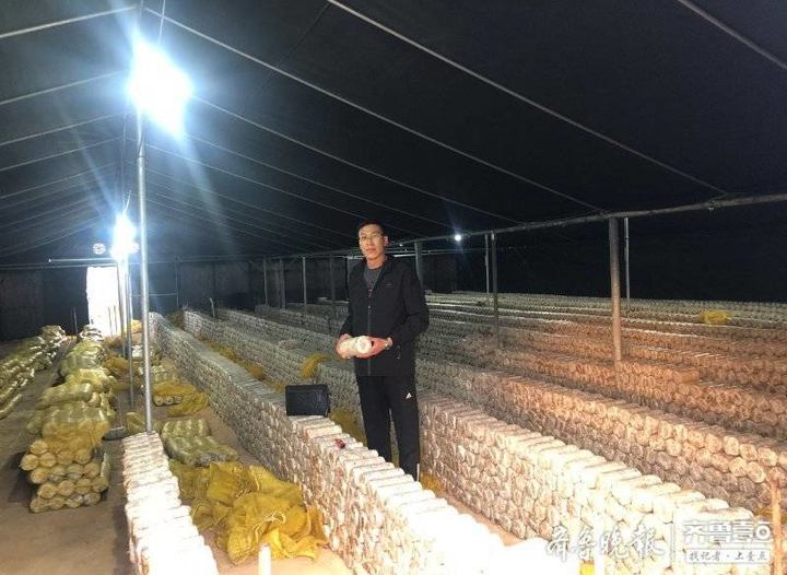 国内自动化蘑菇种植,工厂化种植蘑菇设备技术