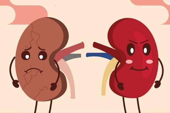 男人补肾必选的食物大全集锦,补肾食材选择哪些好呢男性