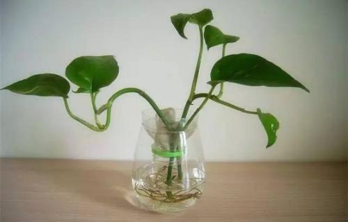 剪枝绿萝水培的正确方法,绿萝剪枝水培方法养龟