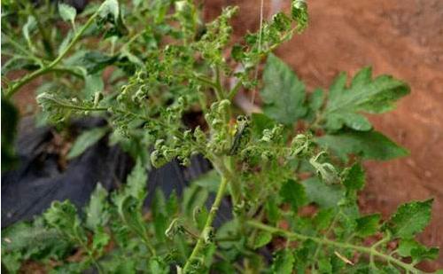 黄瓜病毒病怎么治疗最快最好,怎样防治黄瓜病毒病