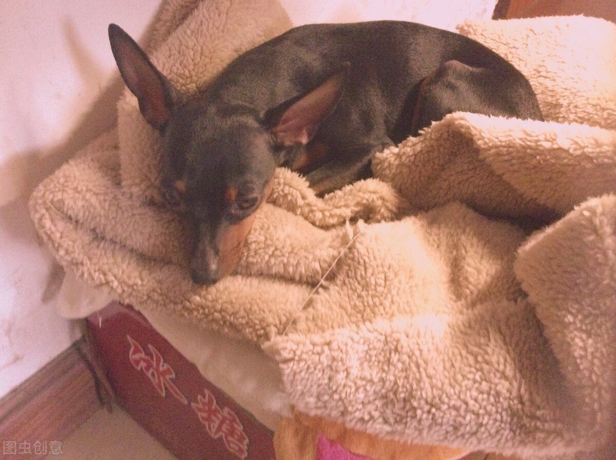 小鹿犬的训练方法,如何训练6个月的小鹿犬