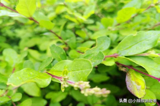 故事：朱迪问朵拉为什么选择哈登，朵拉的回答，使朱迪感动不已