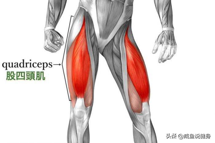 运动膝盖疼，可能是你股四头肌不够发达。几个动作改善股四头肌