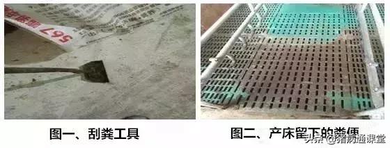 一把小扫把，让产床母猪远离子宫炎