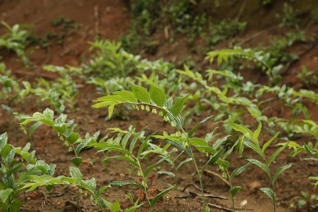 江西深山里，有人正布局黄精产业，想不到他还是一位跨界新农人