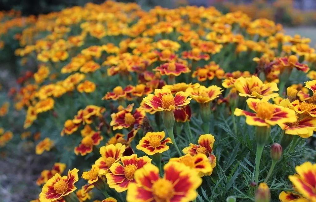 每日植物,每日绿植