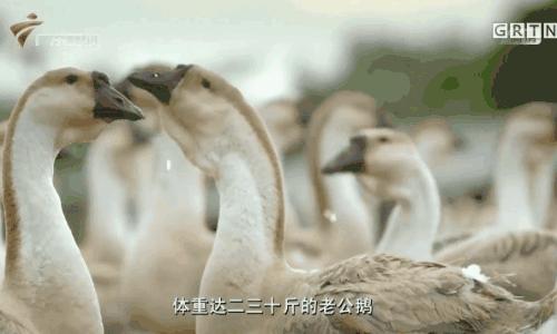 正宗潮汕卤水鹅翅,潮汕卤水鹅哪家最好