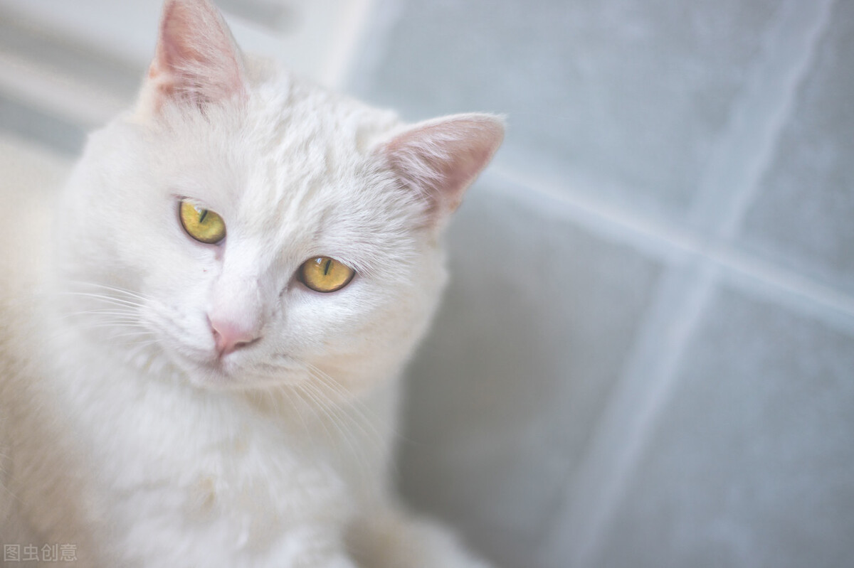 母猫发的叫声,母猫发情剃毛什么表现