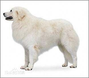 宠物狗大全免费观看,什么狗最好养又听话又聪明大型犬