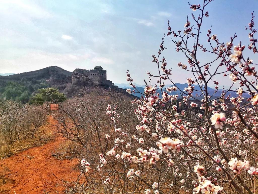 云游江山赏美景,云游花花世界欣赏杜鹃花
