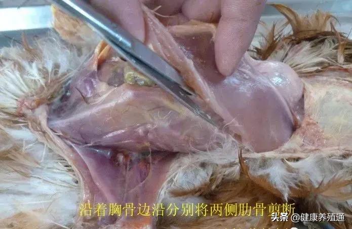 家禽与家禽解剖的不同点,家禽疾病诊断及解剖步骤