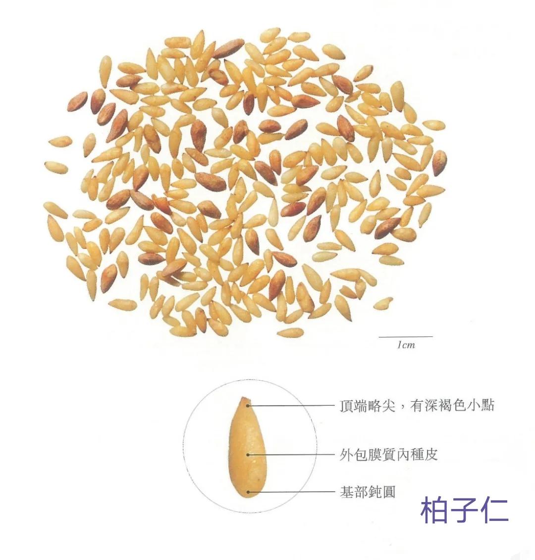 和柏子仁同类效果的中药,关于中药材柏子仁