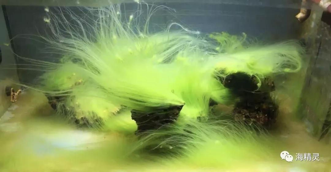 为什么容易爆藻,为什么有的人对鱼那么痴迷