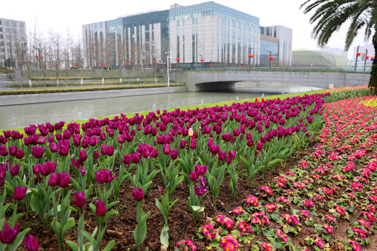 宁波现在哪里可以看郁金香,宁波郁金香在什么地方