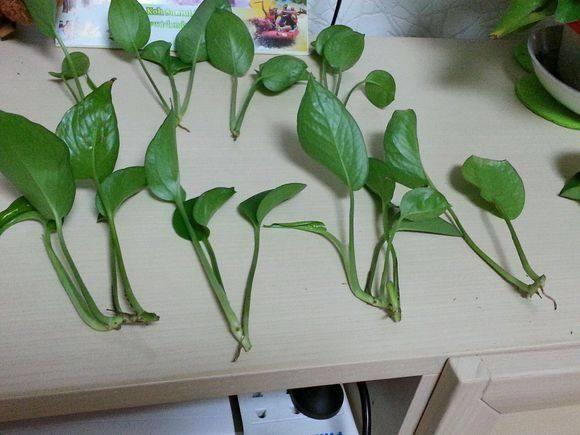 扦插绿萝有妙招这样扦插才是关键,扦插绿萝小技巧一看就会