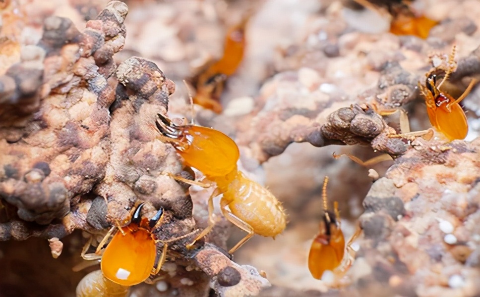 广州上门白蚁防治哪家便宜,广州白蚁防治上门公司