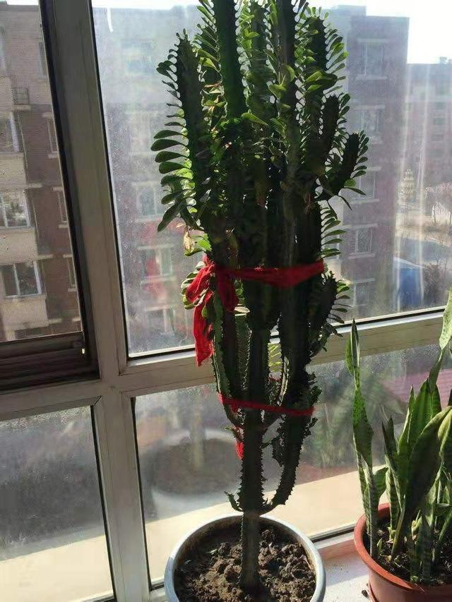 家中最旺财的4种花,旺宅养3种花旺宅又旺财