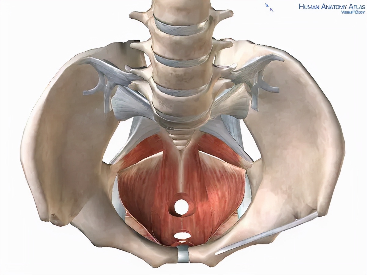 盆底肌修复是用什么部位发力,盆底肌不懂得放松