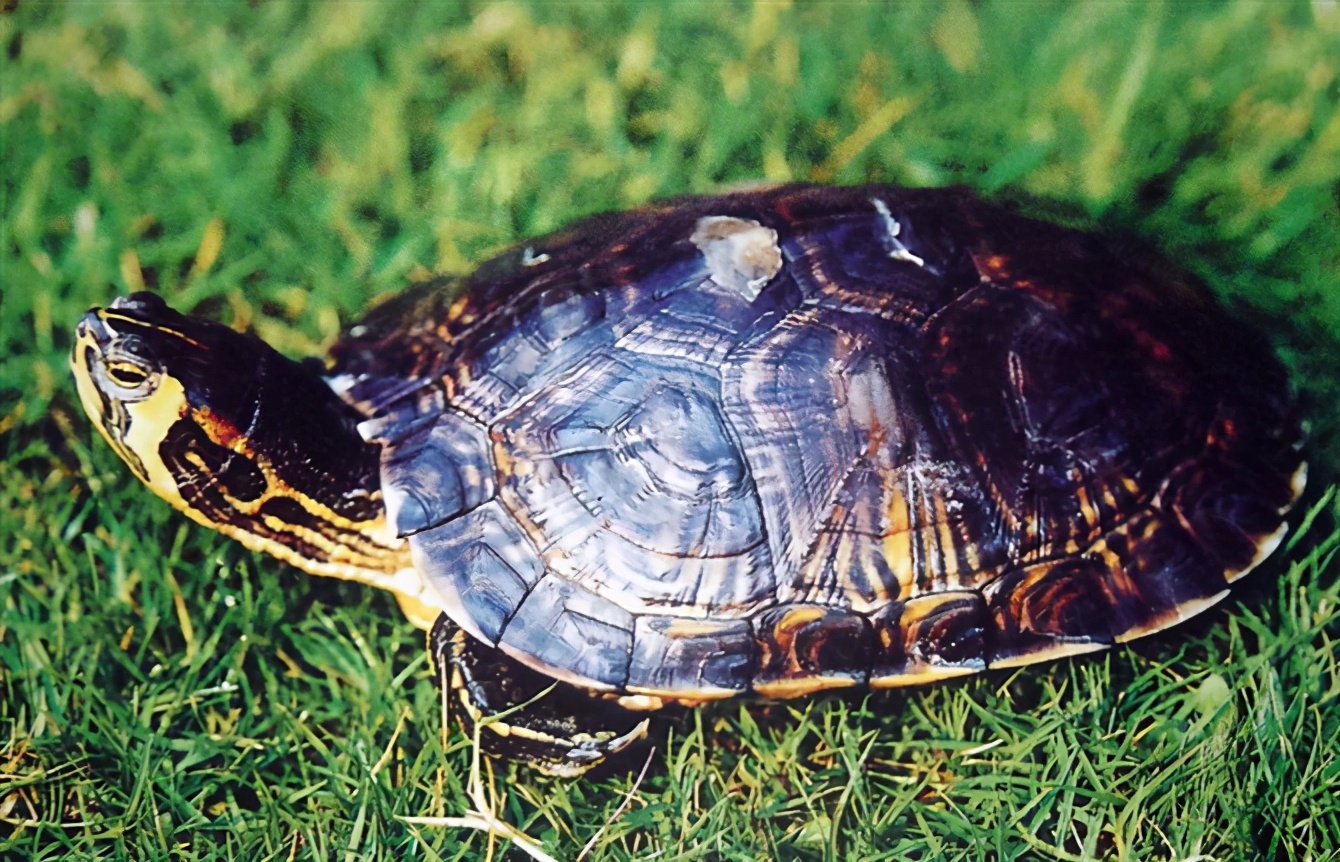 各种龟类图片大全大图,龟类展示会