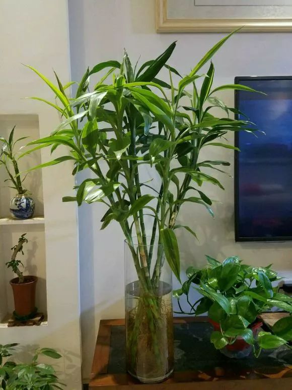 买回家的富贵竹黄叶是什么原因呀,富贵竹黄叶怎么补救最快