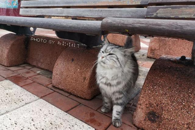 土耳其航班免费一日游,土耳其航空免费一日游