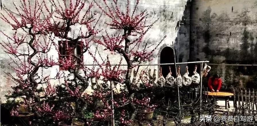 3月皖浙一号公路自驾攻略,浙皖一号公路周边自驾游