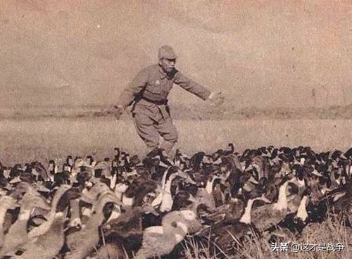 日本鬼子给地主打工,日本鬼子来到中国会怎么样