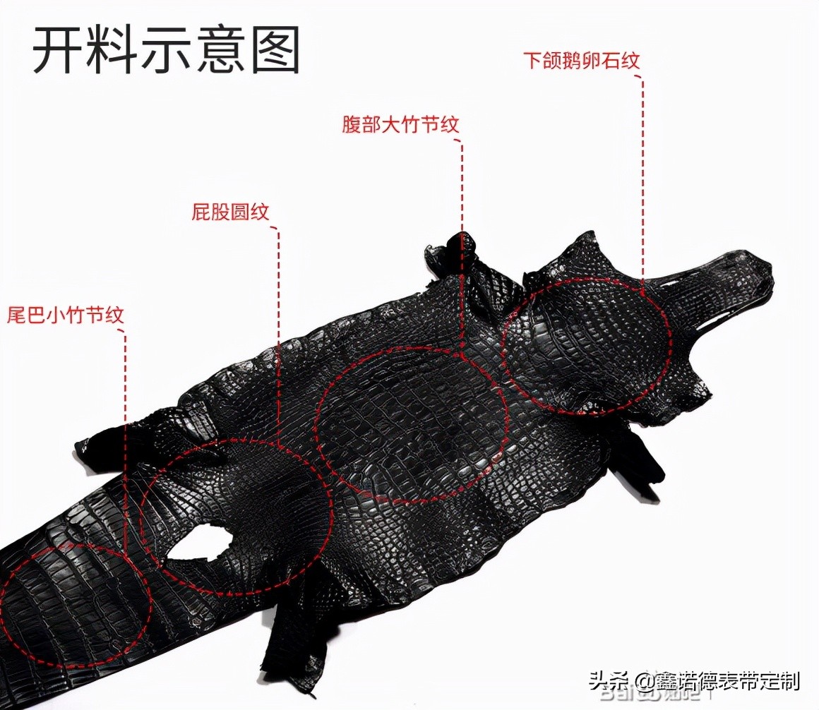 鳄鱼的知识科普视频,关于鳄鱼科普知识200字