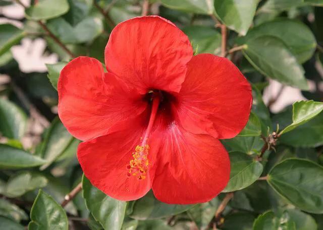 世界各国国花寓意浪漫,亚洲国花是哪个国家