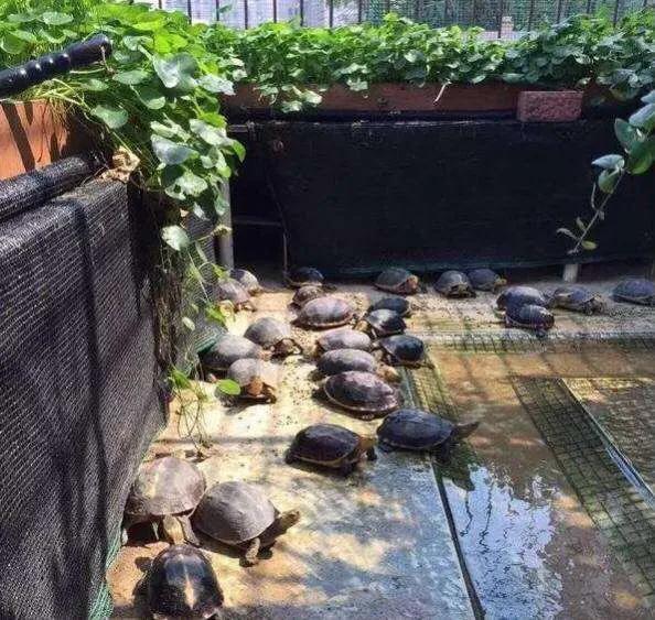 谈谈我个人对于宠物龟常见疾病的治疗与预防