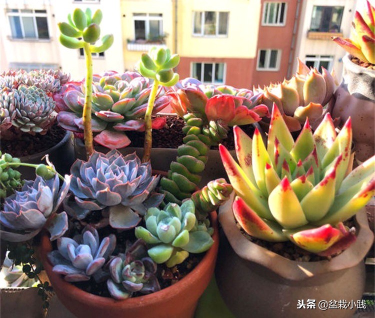 多肉出锦的方法,哪些多肉出锦是粉红色的