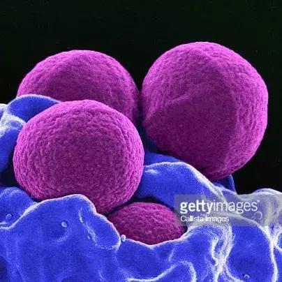 狗狗身上出红疹,原因很多速就诊