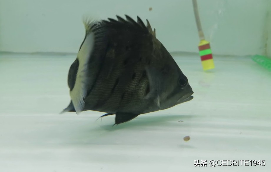 怎么驯养一年以上的虎皮,怎么培养黑猪品种视频