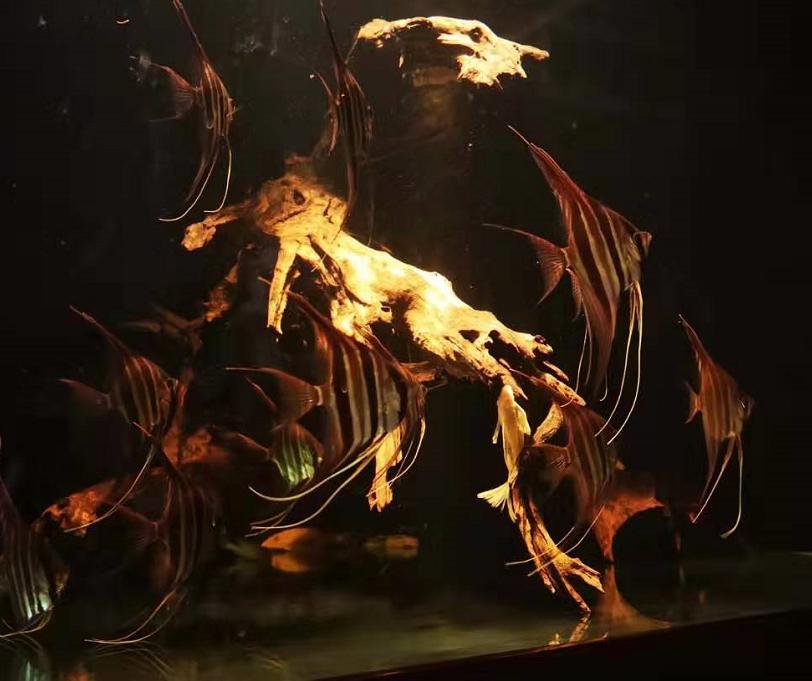 鱼缸绿水用什么比较好,怎样才能把鱼缸里的水养成嫩绿水