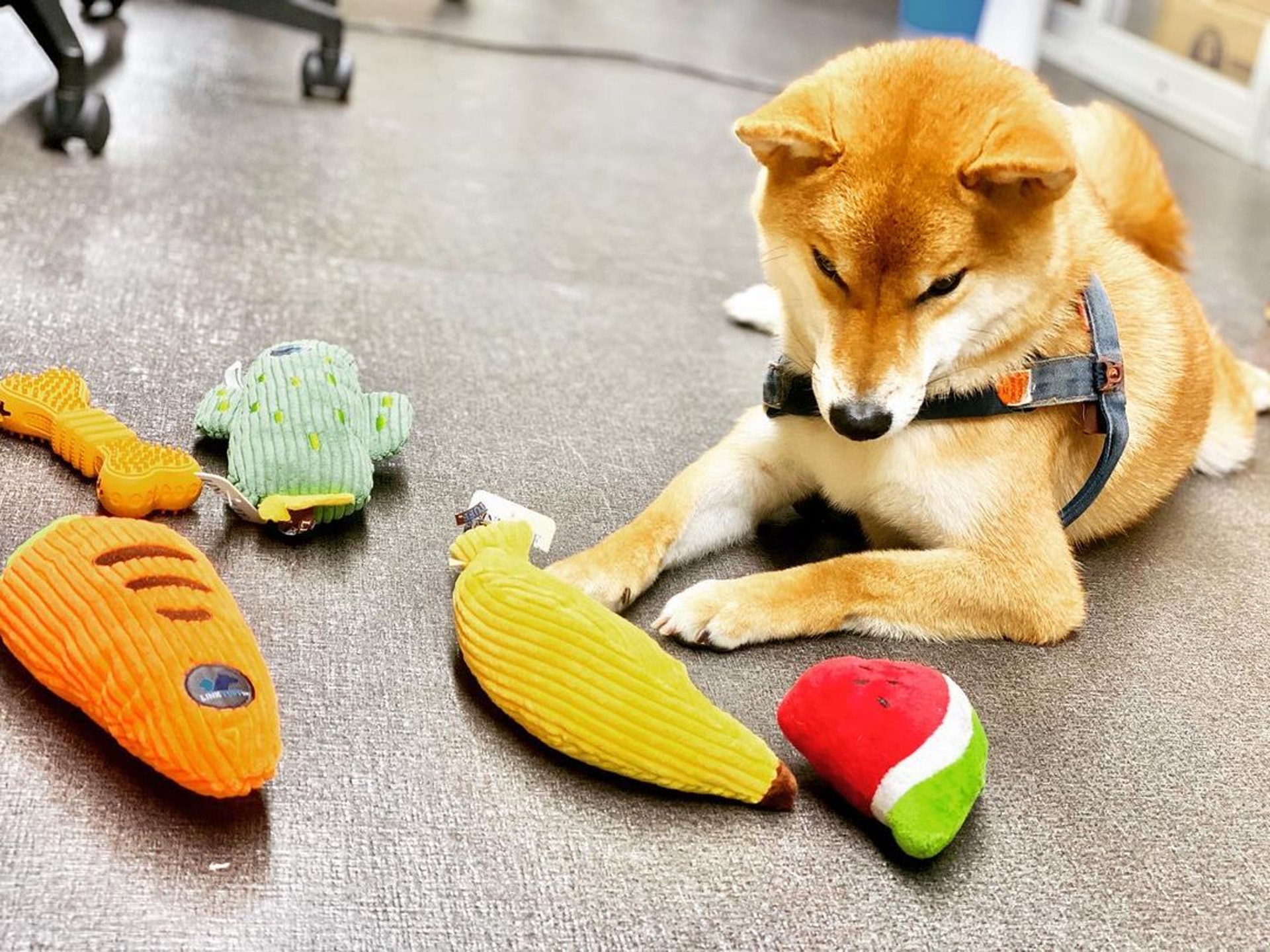 胆小柴犬遇神秘东西秒被吓跑　吓到脸歪、弹起反应笑翻网民