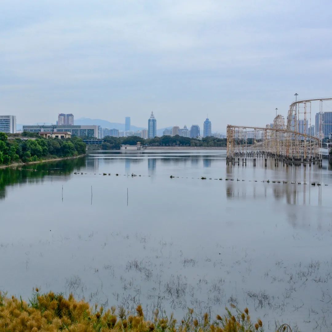 香蜜湖约会,香蜜湖真的要再见了吗